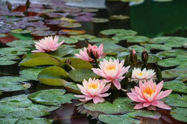 “水中女神花”，天天浇水也死不了，越浇花越旺