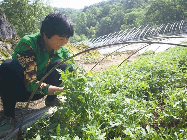 浅谈湖南高山辣椒种植技术