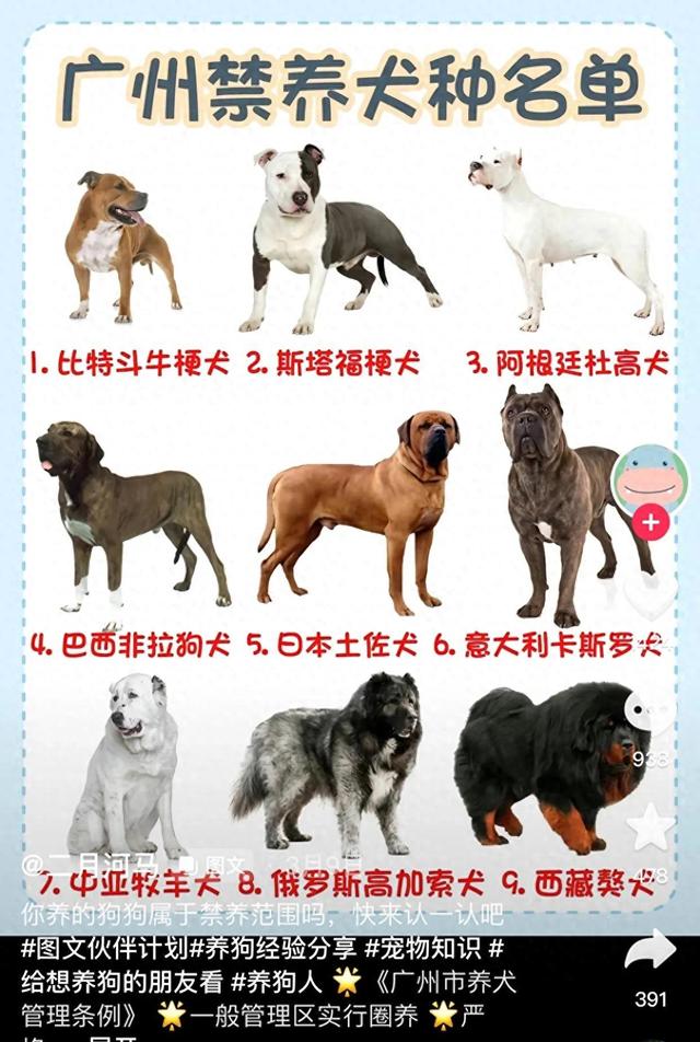 火爆犬种禁令！2023年广东惊人决定！30种禁止饲养！