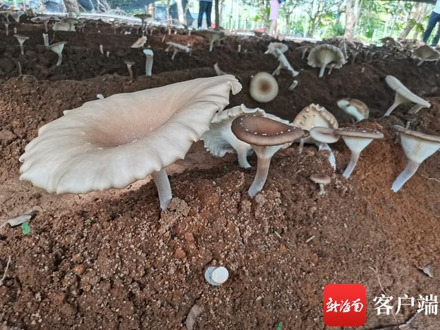 三亚推广林下食药用菌仿野生栽培示范种植