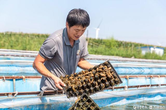 德州陵城区：水蛭养殖成致富“软黄金”