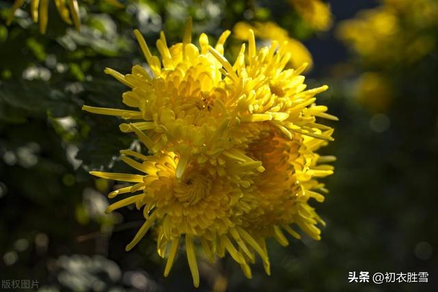 迎接农历九月，谈谈九月，菊花与重阳节