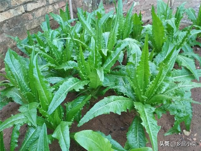 秋冬怎么种油麦菜吃肉质茎？施肥养根、培土、转移害虫目标等管理