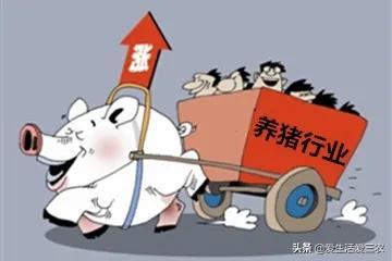 养猪小妙招，学会这几点，养猪很容易！