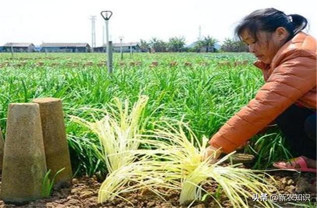 韭黄种植技术，种植户要注意这几点啦