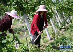 河南可以种植猕猴桃吗(河南固始：猕猴桃园管护忙)