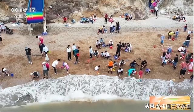 这种小海鲜成了青岛夏天的“顶流”？7小时从海底到餐桌→