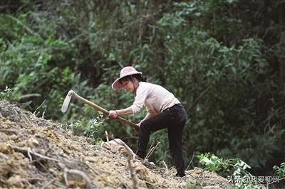 养牛养鸡养猪，种稻种菜种花——昔日山乡贫困户 今朝种养风向标