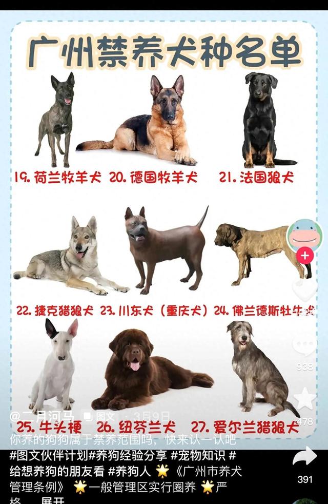 火爆犬种禁令！2023年广东惊人决定！30种禁止饲养！