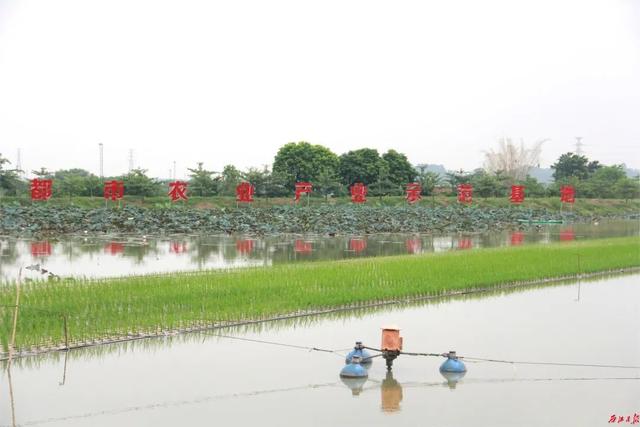 “水桶”里养鱼！鼎湖打造荷塘花渔田园综合体