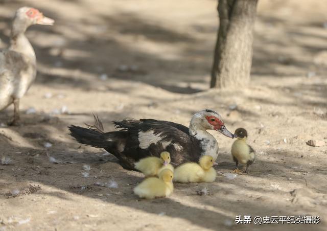 万亩枣园里农村女子养殖一种“怪鸟”，能下蛋能卖肉，看看啥情况