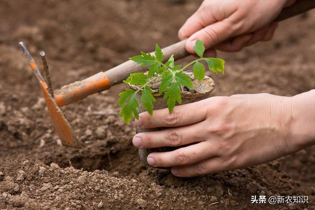 木薯种植技术，抓好这4个方面想不高产都难，你知道那4个方面吗？