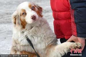 犬养殖(畜禽养殖正面清单来了狗不在列，家里还能养吗？)