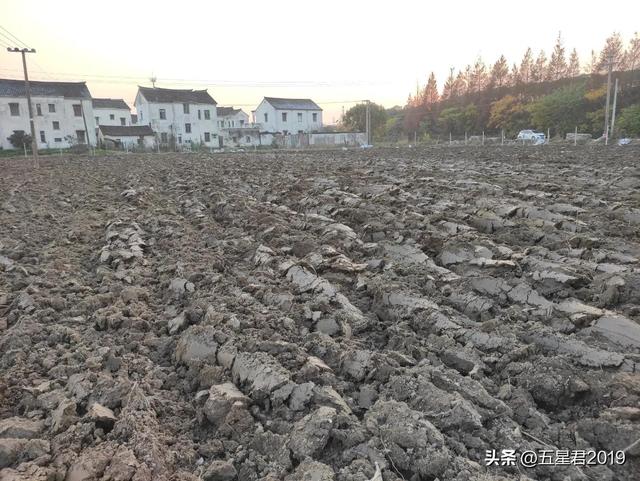 阳光玫瑰能否丰产，当年管理很关键（1）——种苗前准备与种苗