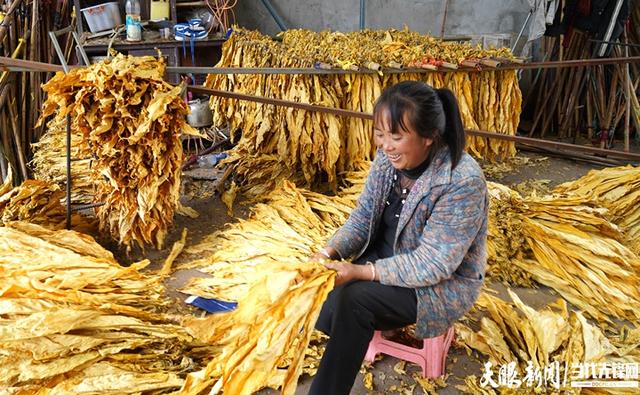 李英敏：种植“黄金叶” 顶起半边天