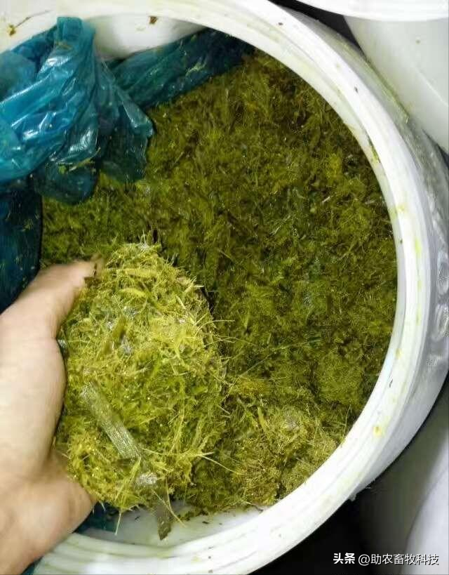 这个猪场一直无非瘟骚扰，大量运用牧草酒糟发酵中药等养猪效益高