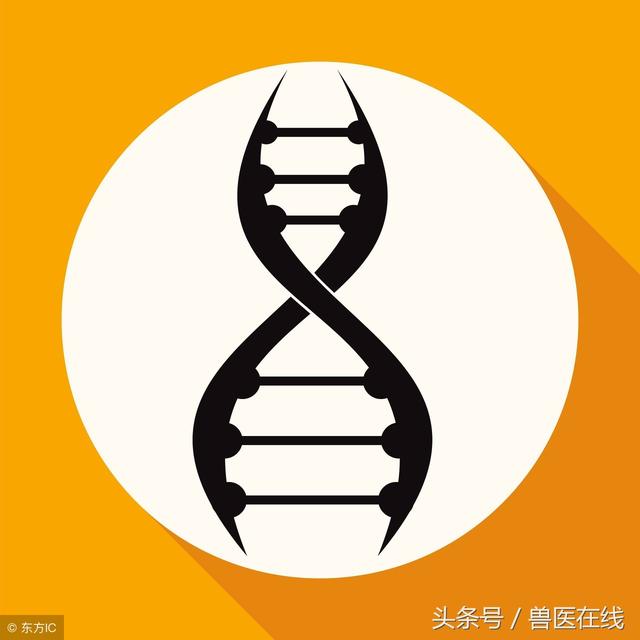 用疣猪的基因对猪进行基因编辑以抵抗非洲猪瘟，此路可行吗？