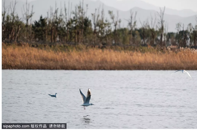 京郊避暑去哪玩？去这6个湿地公园进行一场追逐清凉之旅！