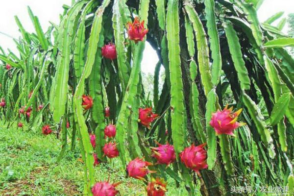 火龙果种植利润如何？投资成本及前景预测