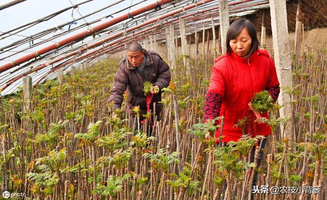 香椿种苗繁殖的方法有哪些？每种繁殖方法有哪些操作管理细节？