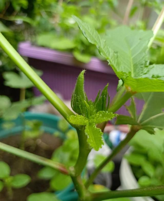 在阳台种什么菜好？就种3种菜，简单好养收获多，新鲜美味长得快