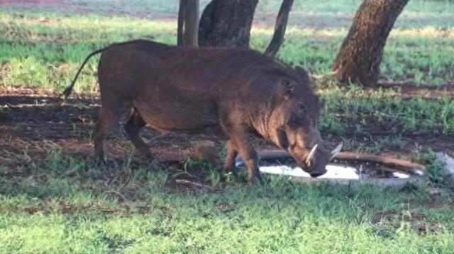 “野猪肉”要上市了？陕西对20万头野猪大开杀戒，它们犯了啥错？