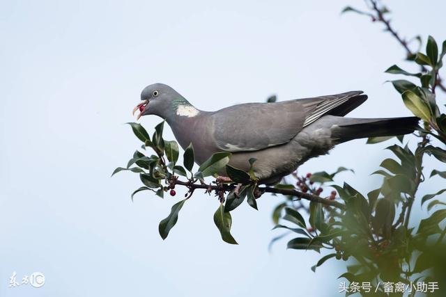 养鸽不容易，配对有讲究