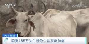 肉牛养殖的疾病(印度185万头牛感染牛块状皮肤病)