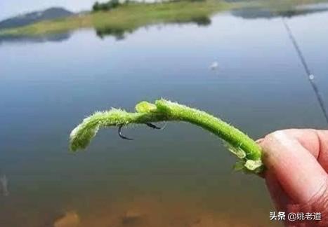 钓草鱼≠用草钓，好用的钓草鱼方法，都和草无关