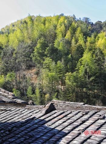 泉州传统村落之安溪吾培：林海茶香 山居掩映