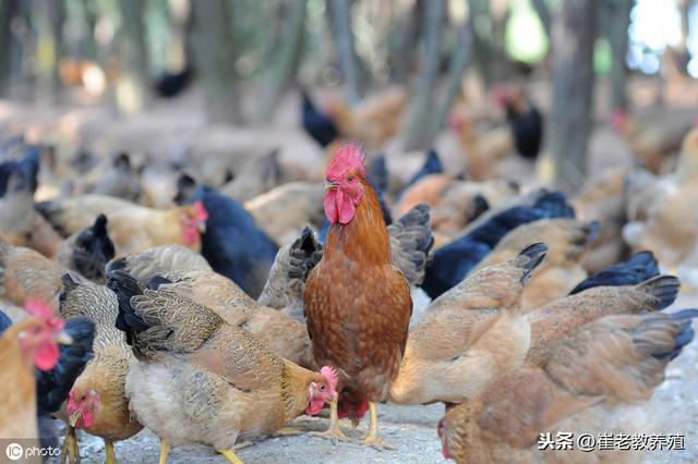 崔老教养殖——规模养殖土鸡技术参考（三）