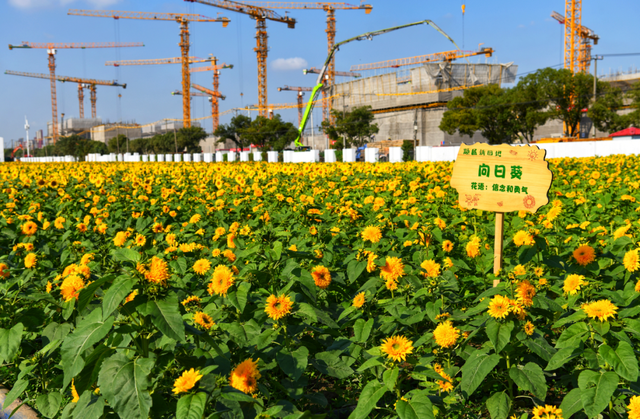 闵行这25万株向日葵花海藏不住了，160亩生态园对外开放