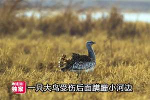 山东野鸡养殖(山东一罕见大鸟“落难”小河旁，村民带回喂养，女儿看后吃惊不小)