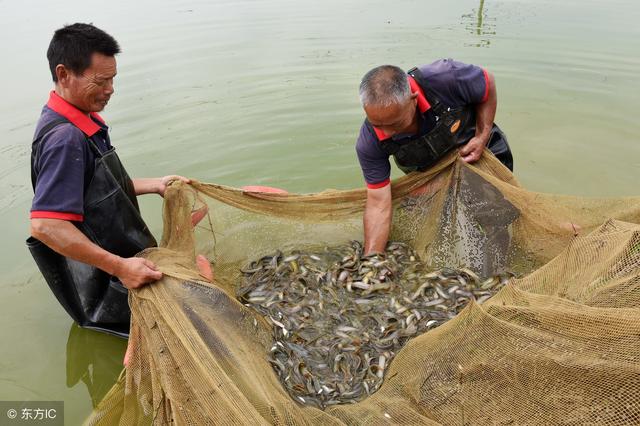 经济效益比本地泥鳅高30%！如何在北方养好台湾泥鳅？