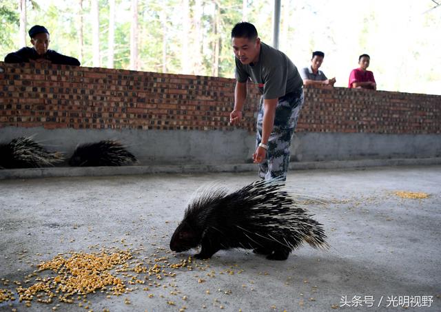 退伍兵哥哥养殖豪猪，全身长满刺，一年能挣百万元