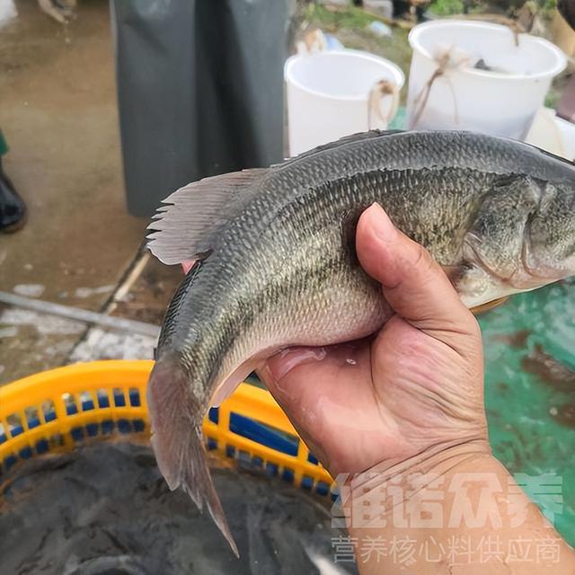 人工饲养的鲈鱼吃什么，鲈鱼养殖技术