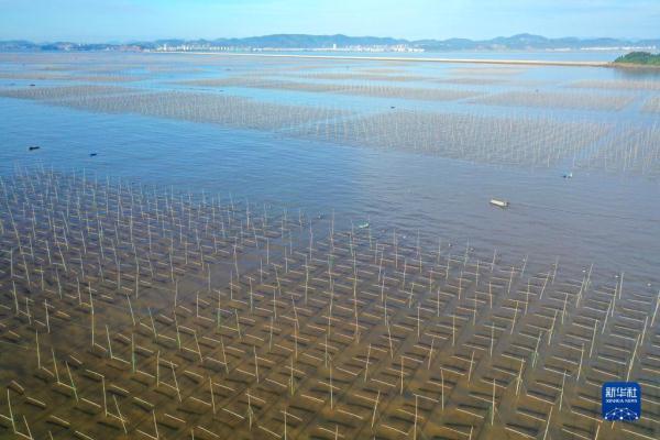 浙江玉环：“海上菜园”紫菜种养忙