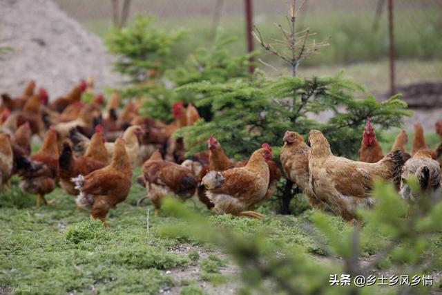 散养土鸡，用这种方法喂养投资少收益高