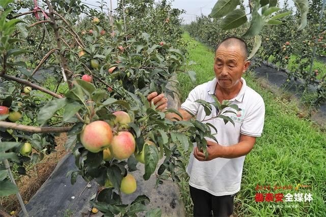 新泰市全面打造乡村振兴畜牧业示范窗口 传统肉鸭养殖“搭上”现代农业快车