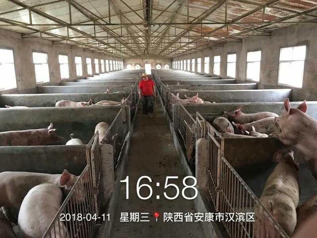 陕南养殖大户放弃半辈子心血，只为环保做贡献