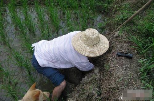 农村老手稻田钓野生鳝鱼，老农民利用独特技巧，收获丰满