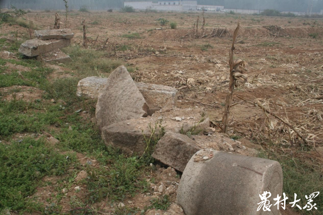 昔日废墟地今成吨粮田，合作社“揭榜”打出“绿色”组合拳