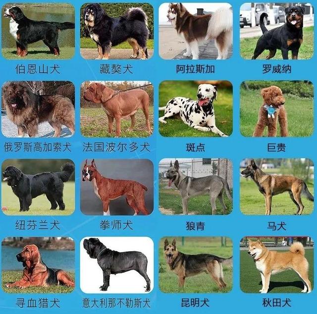 提醒！这些犬只，济南禁养！