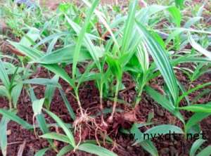 白芨种植几年(农业中草药：白芨的种植技术及采收)