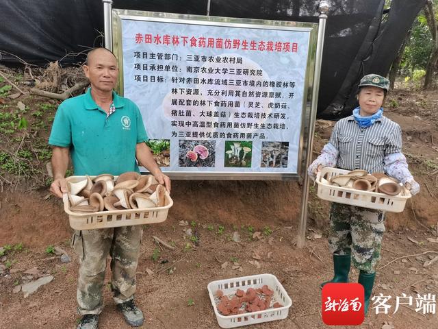 三亚推广林下食药用菌仿野生栽培示范种植