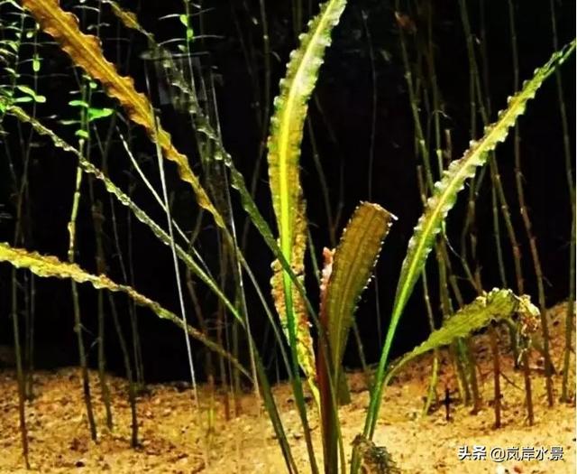 「岚岸水景」10种椒草+10种莫斯，水草造景培训教程