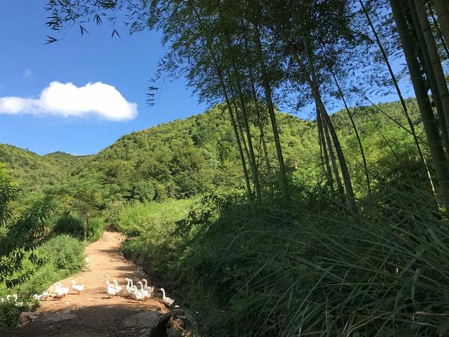 小康特色之路，南方大山深处的五黑鸡养殖