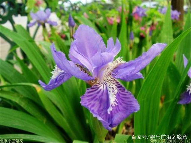 鸢尾花的种植方法，如果这样养活的话，有很大几率爆盆