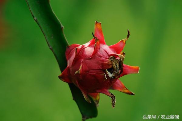 火龙果种植利润如何？投资成本及前景预测