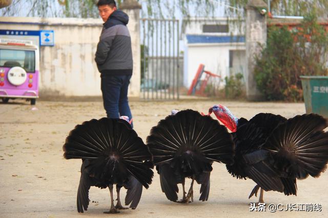 河南淮滨：麻东火鸡逗人乐（组图）